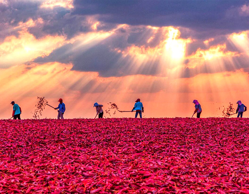 【中华工商时报】晨光生物“逆袭”：扎根县域，谋划植物提取产业“大文章”
