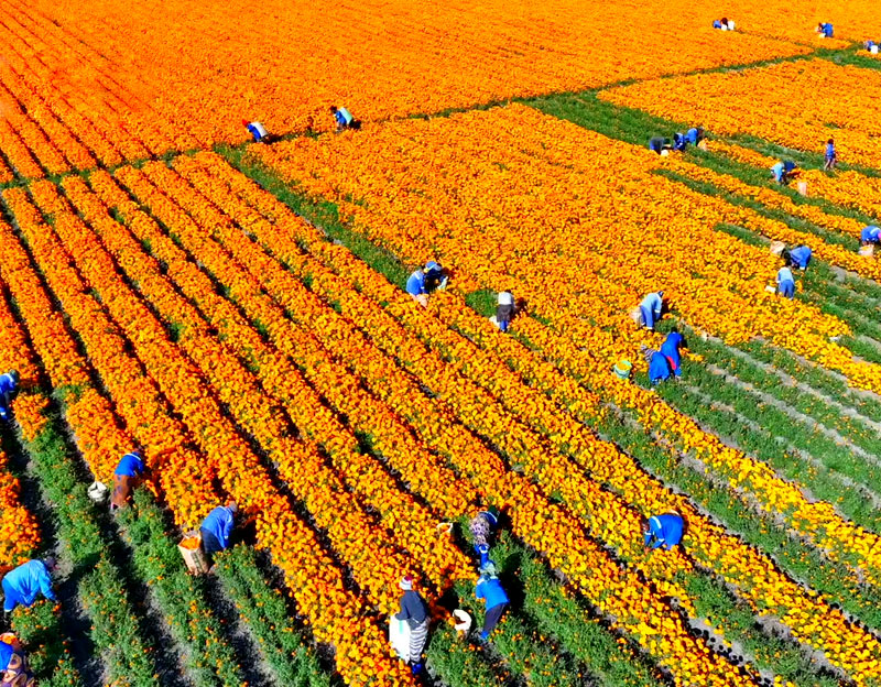 晨光生物赞比亚丨广袤农场 别样风光