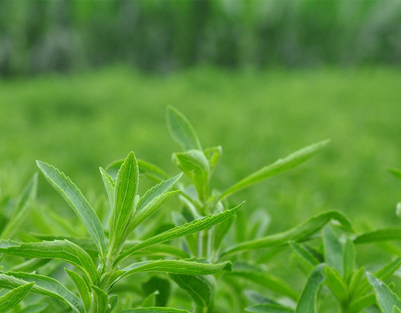 【长城新媒体】百姓看联播丨曲周靠什么“点草成金”