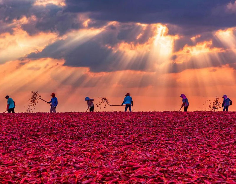 【新邯郸】晨光生物辣椒红：以创新铸就不可复制的成本优势